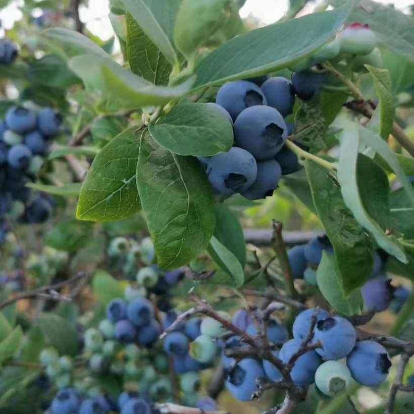blueberry